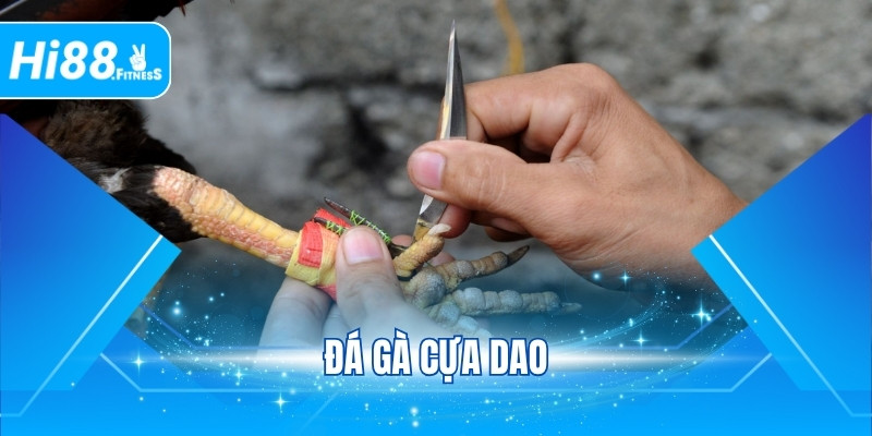 Đá Gà Cựa Dao - Màn Tranh Tài Sôi Động Và Mãn Nhãn